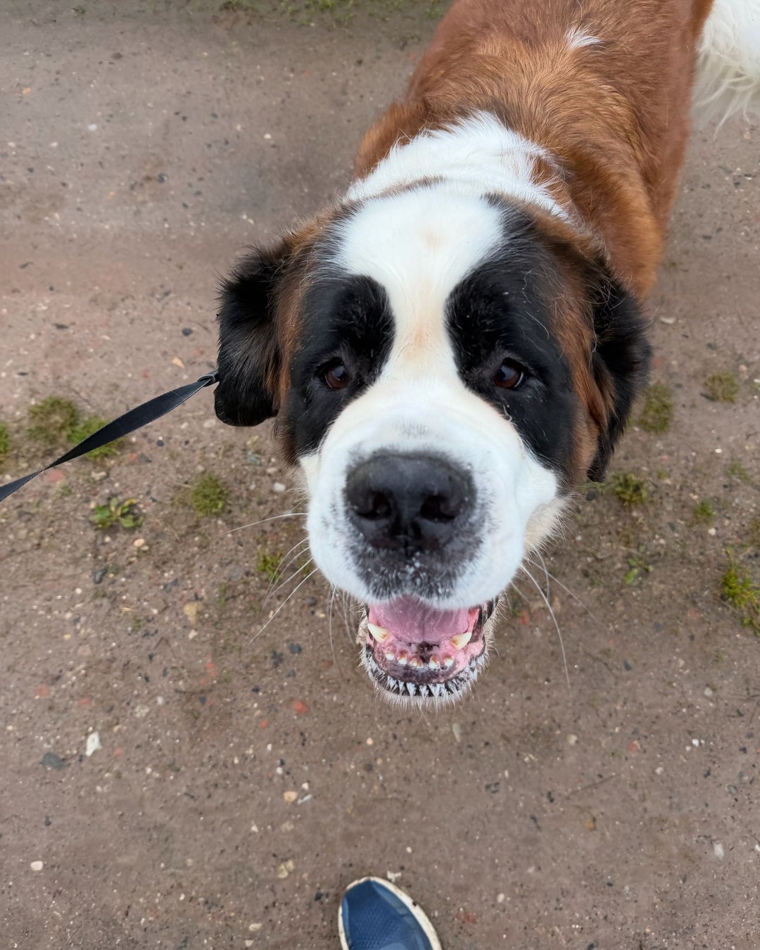 Glad stor hund kigger op i kameraet